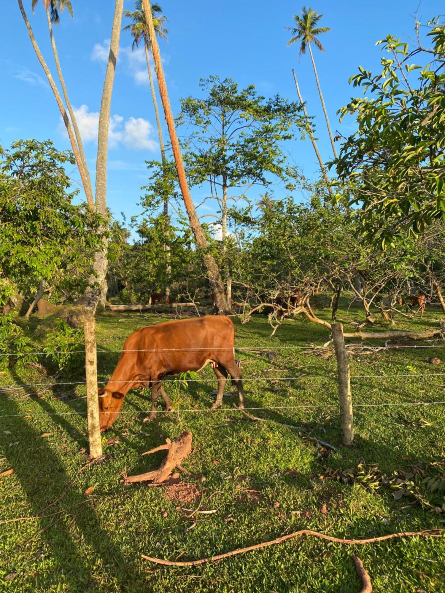 Maroe Huahine Serenity Cottage מראה חיצוני תמונה