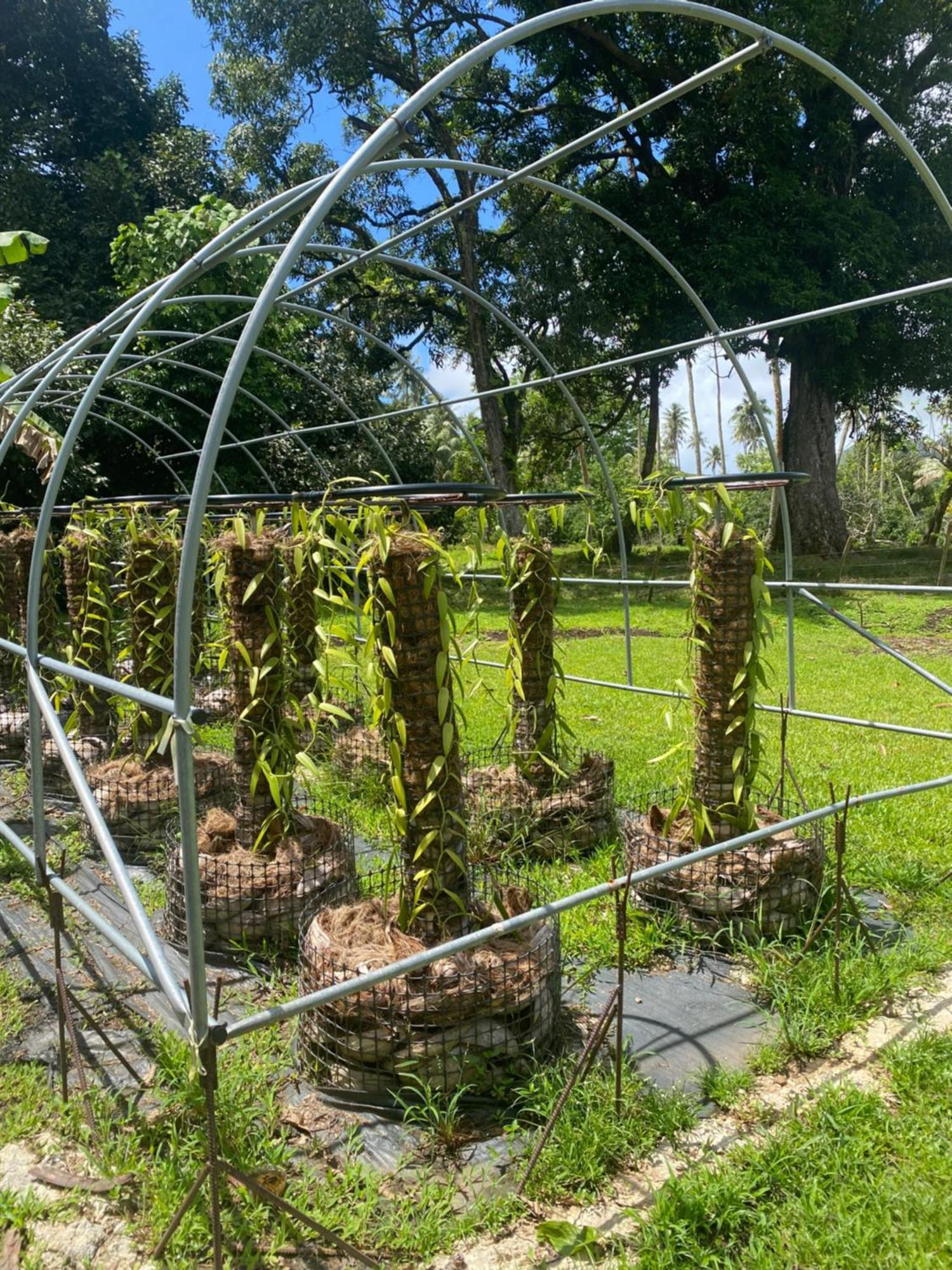 Maroe Huahine Serenity Cottage מראה חיצוני תמונה